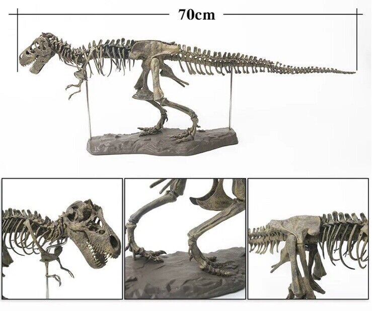Animal Model T Rex Tyrannosaurus Rex Skeleton Dinosaur Toy Collector Decor Gift