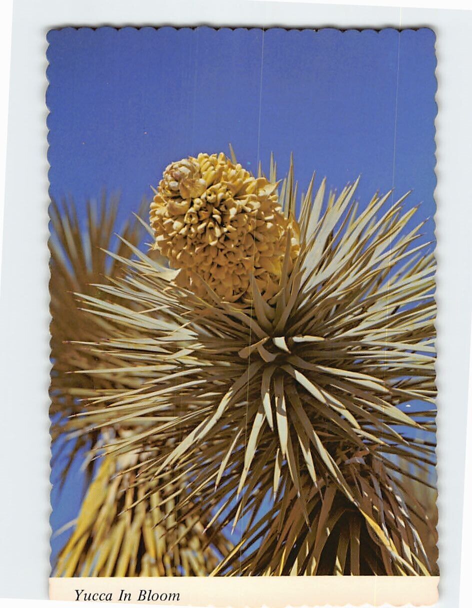 Postcard Yucca In Bloom New Mexico USA