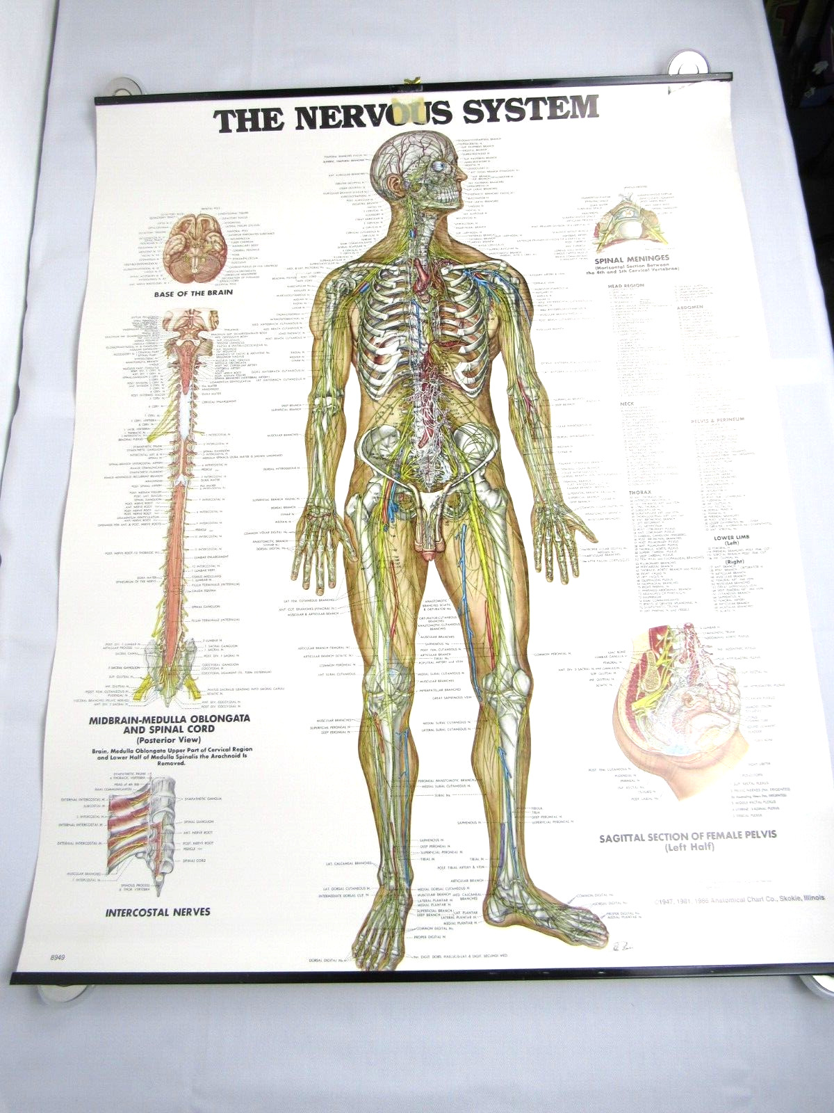 Anatomical Chart Company Poster 1986 - The Nervous System - 20