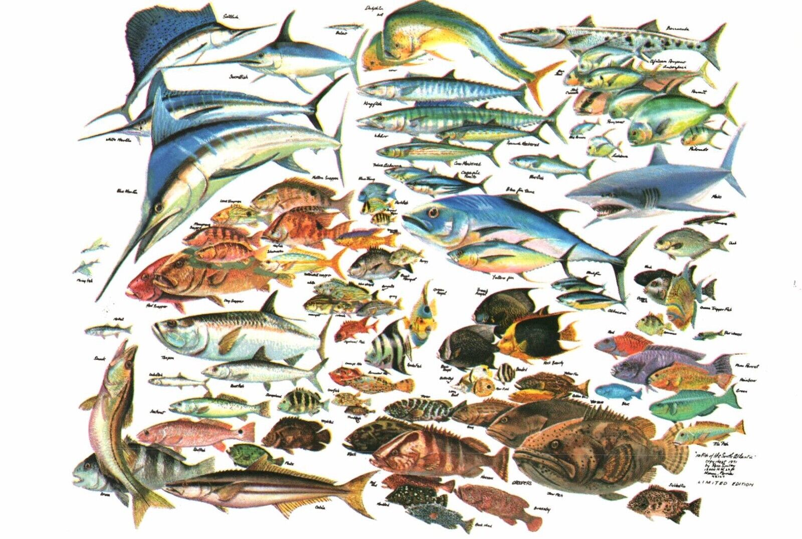Florida Coast 101 Fish of the South Atlantic Painting by Russ Smiley Postcard