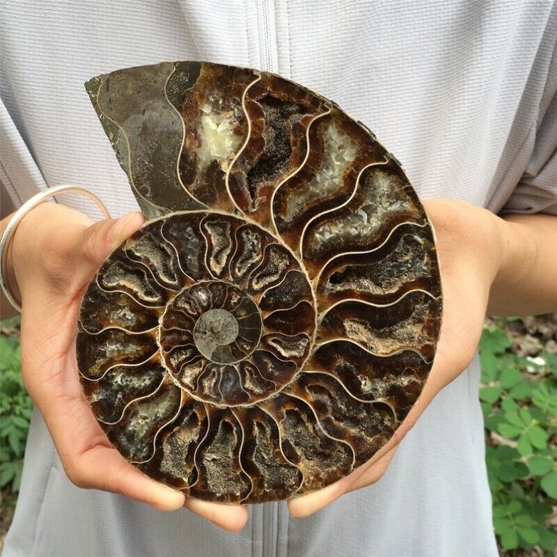 1PC Natural Rare Ammonite Fossil Conch Quartz Crystal Fossil Fossil Specimen