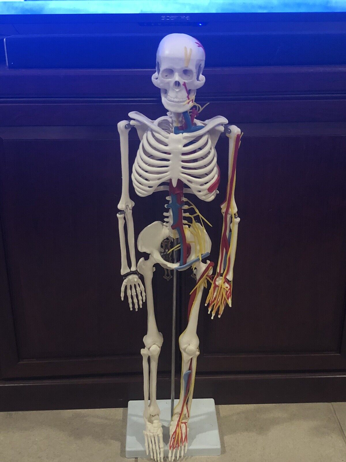 Teaching Display Medical Anatomical Model Skeleton 33” w heart circulatory