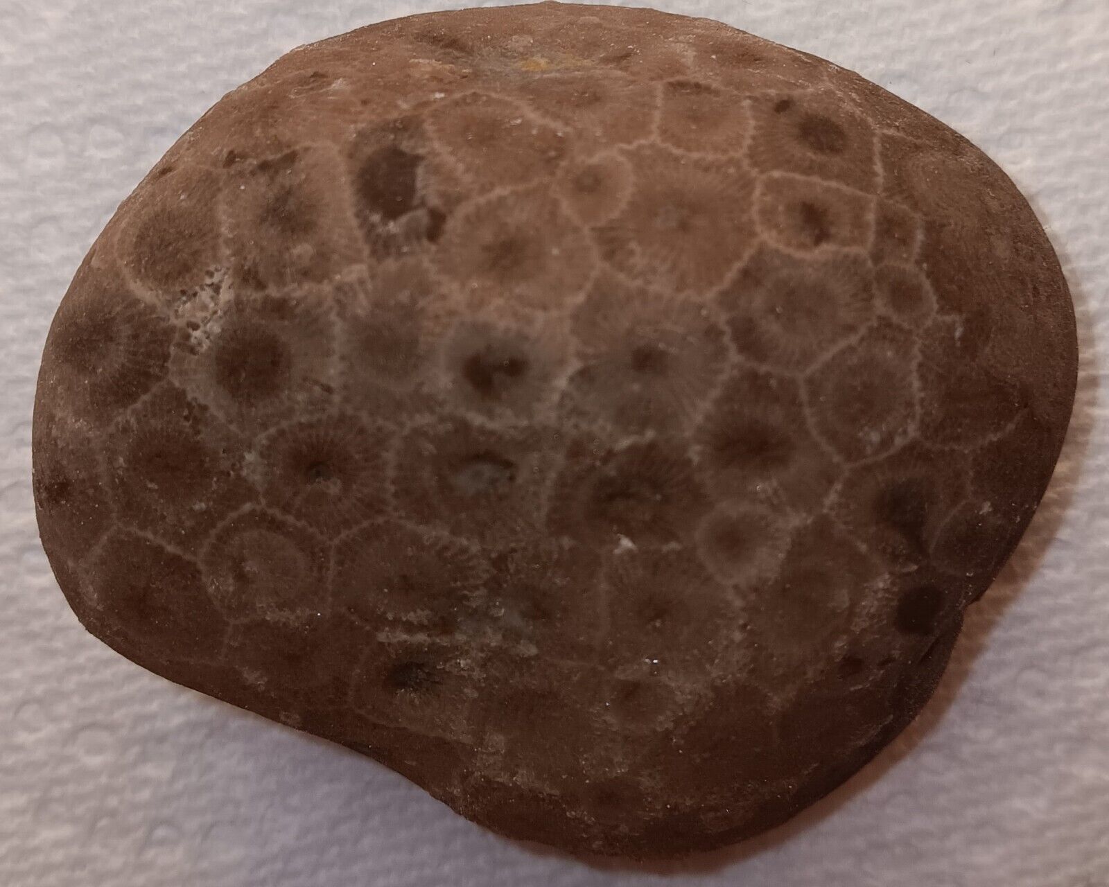 Large Raw Petoskey Stone Unpolished Lake Michigan Fossil Coral Rough 