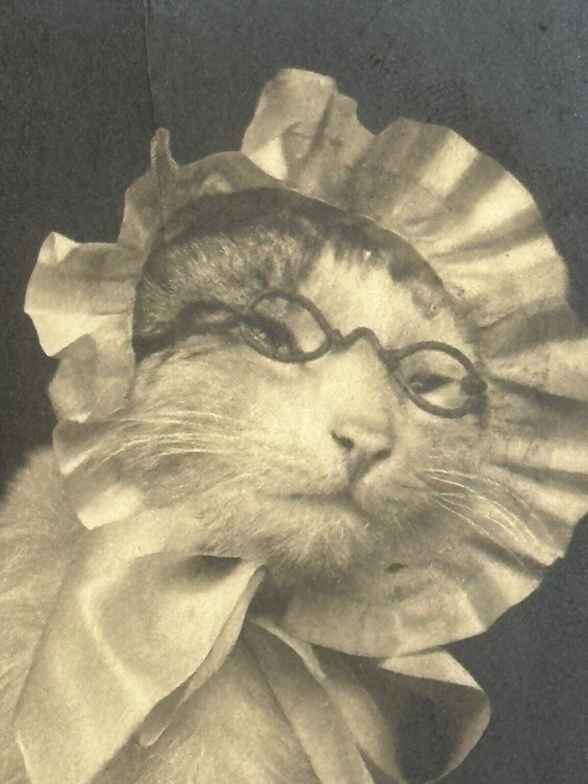 Cat Postcard Real Photo RPPC Rotograph Co Dressed Granny Bonnet Glasses 1905 udb