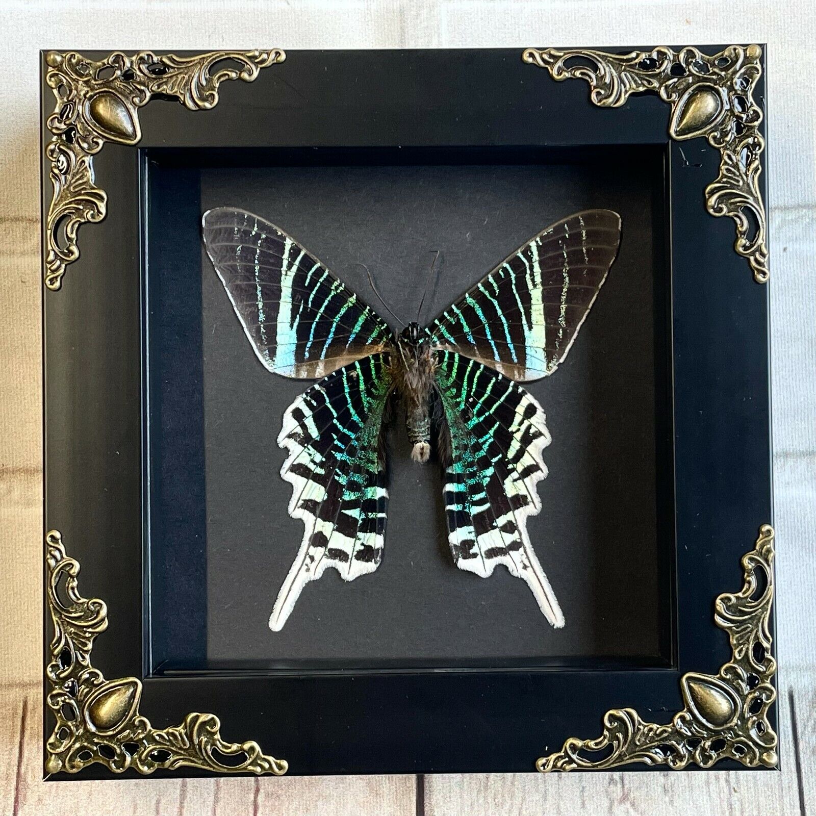 Green Banded Urania Moth (Urania leilus) Butterfly Baroque Box Display Frame