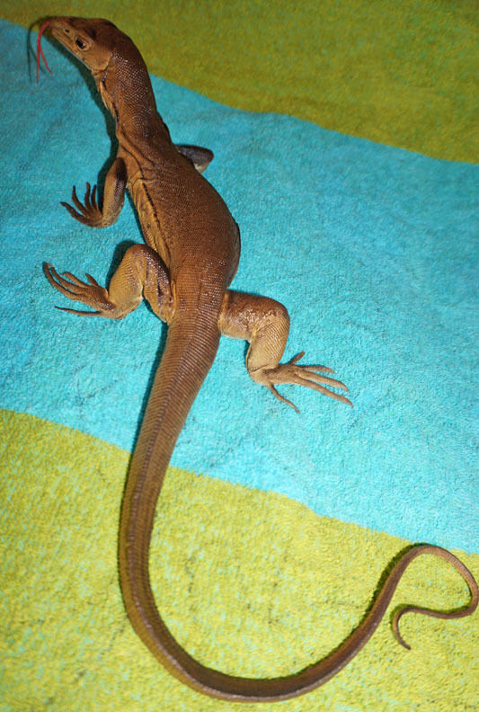 Desert Monitor Lizard Replica - Young Brown - Realistic PVC