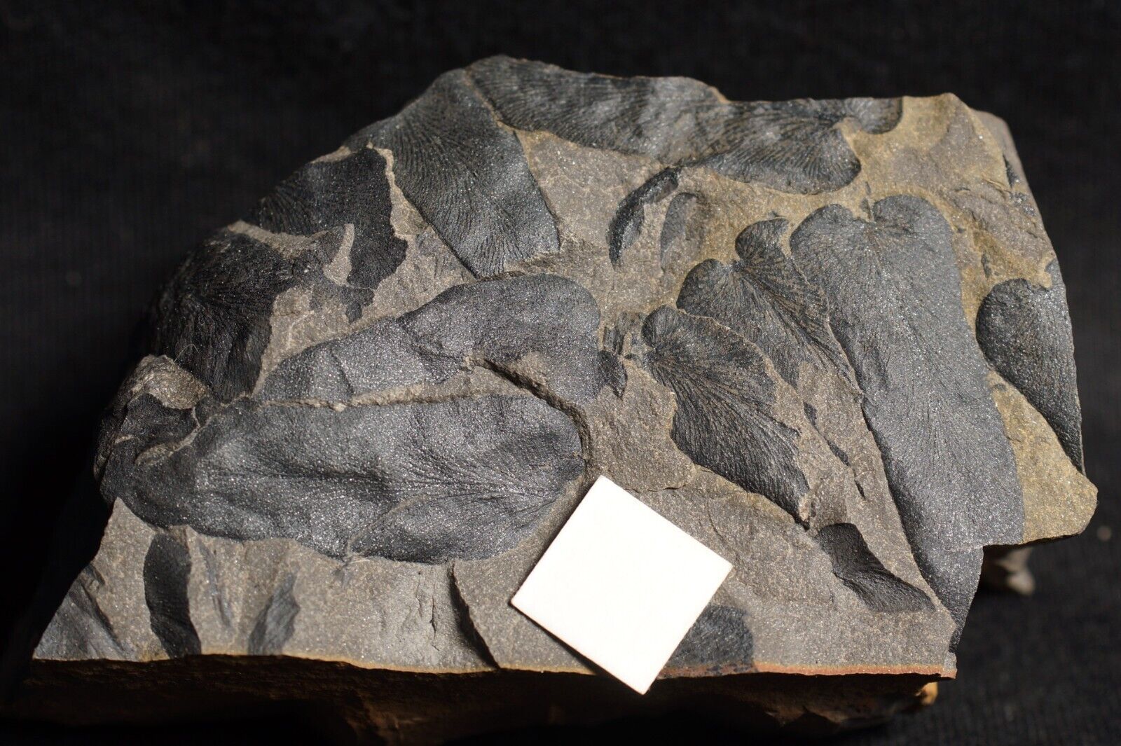 Rare Carboniferous plant fossil seed fern Paripteris linguaefolia - Meulosean 