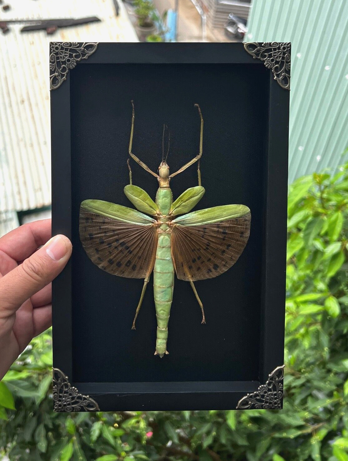 Taxidermy Giant Walking Beetle Framed Real Insect Specimen Entomology Gift