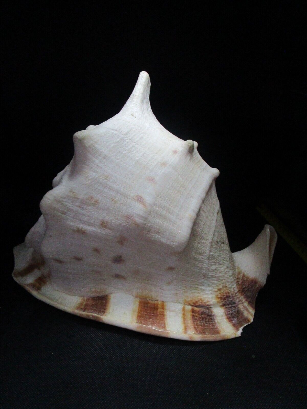 Large Horned Helmut Conch 11 x 9\