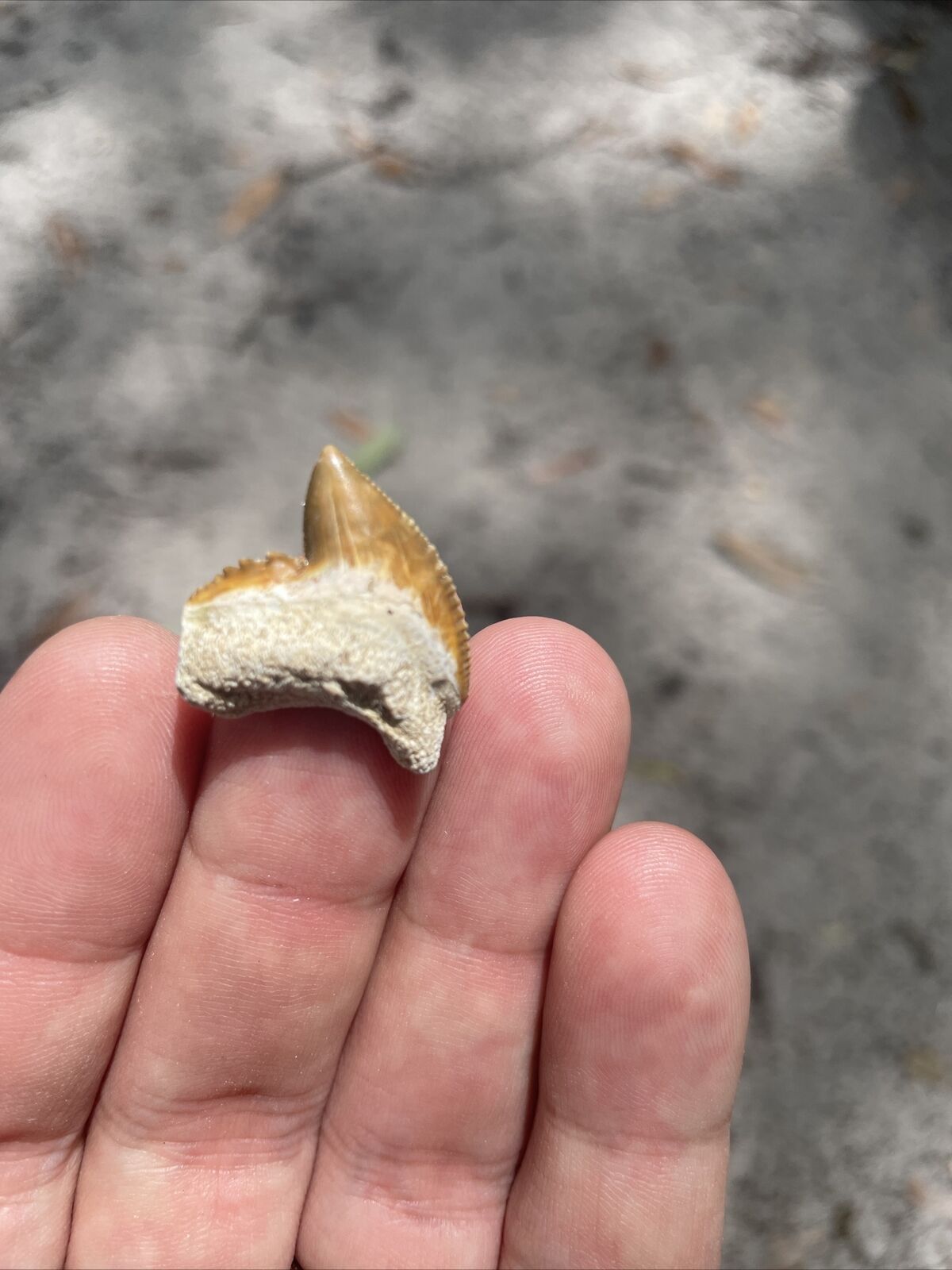 Absolute Killer Colored Bone Valley Florida Fossil Tiger Shark Tooth Meg Era
