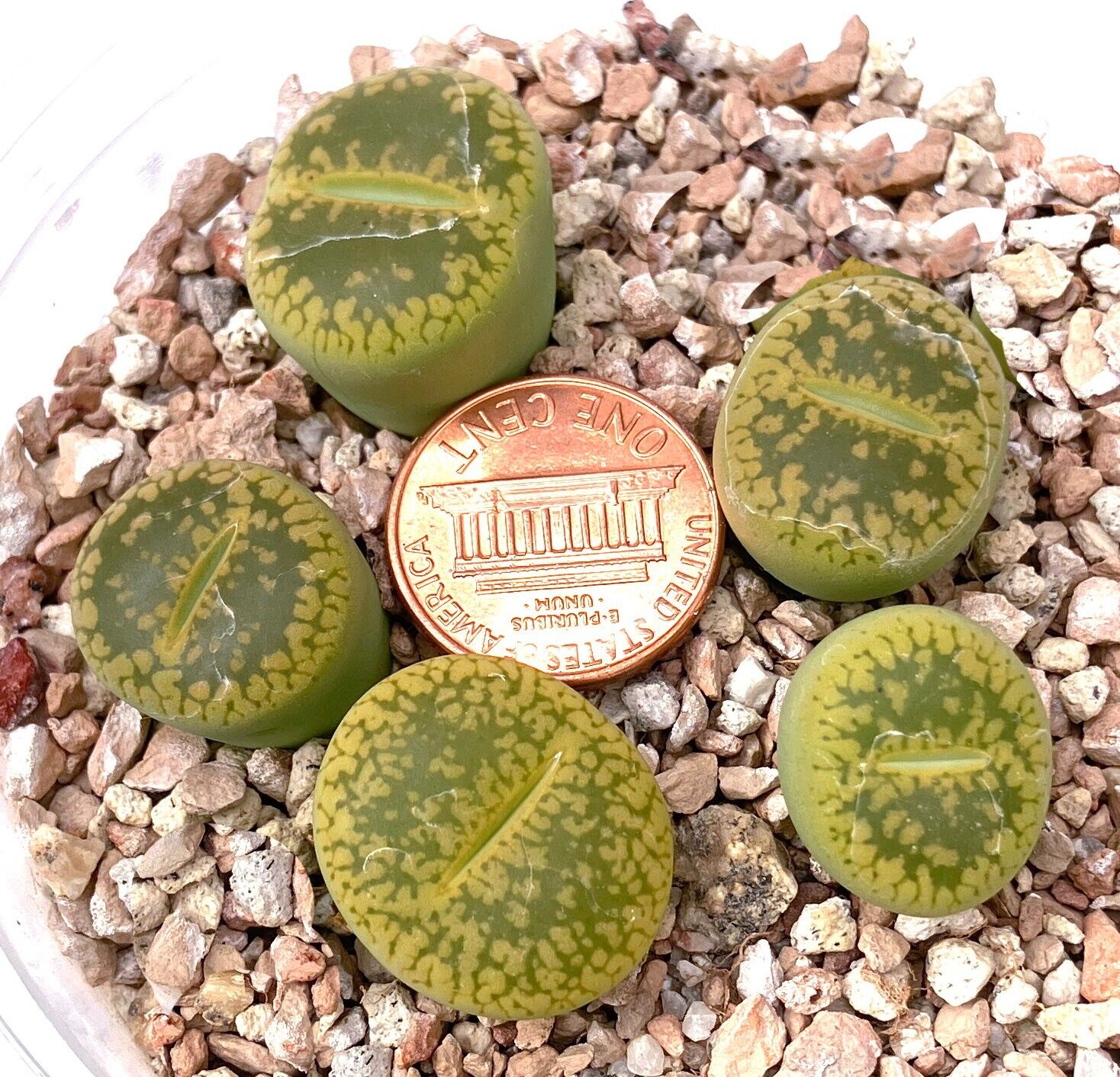 Mesembs Plant--Lithops aucampiae 'Jackson's Jade'--ONE Plant from Pot