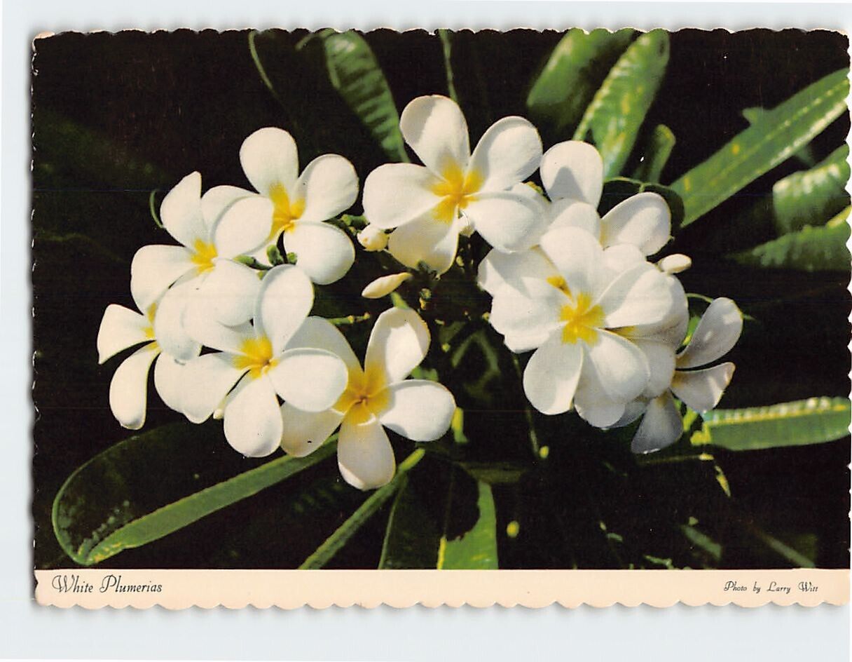 Postcard White Plumerias