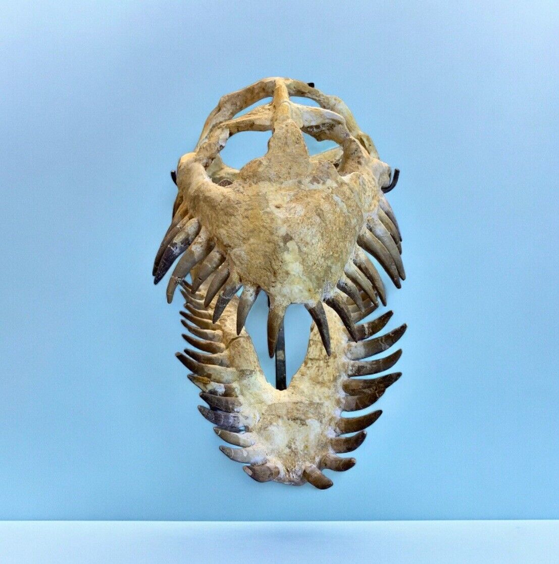 The very rare Plesiosaurus Zarafasaura skull is a unique skull