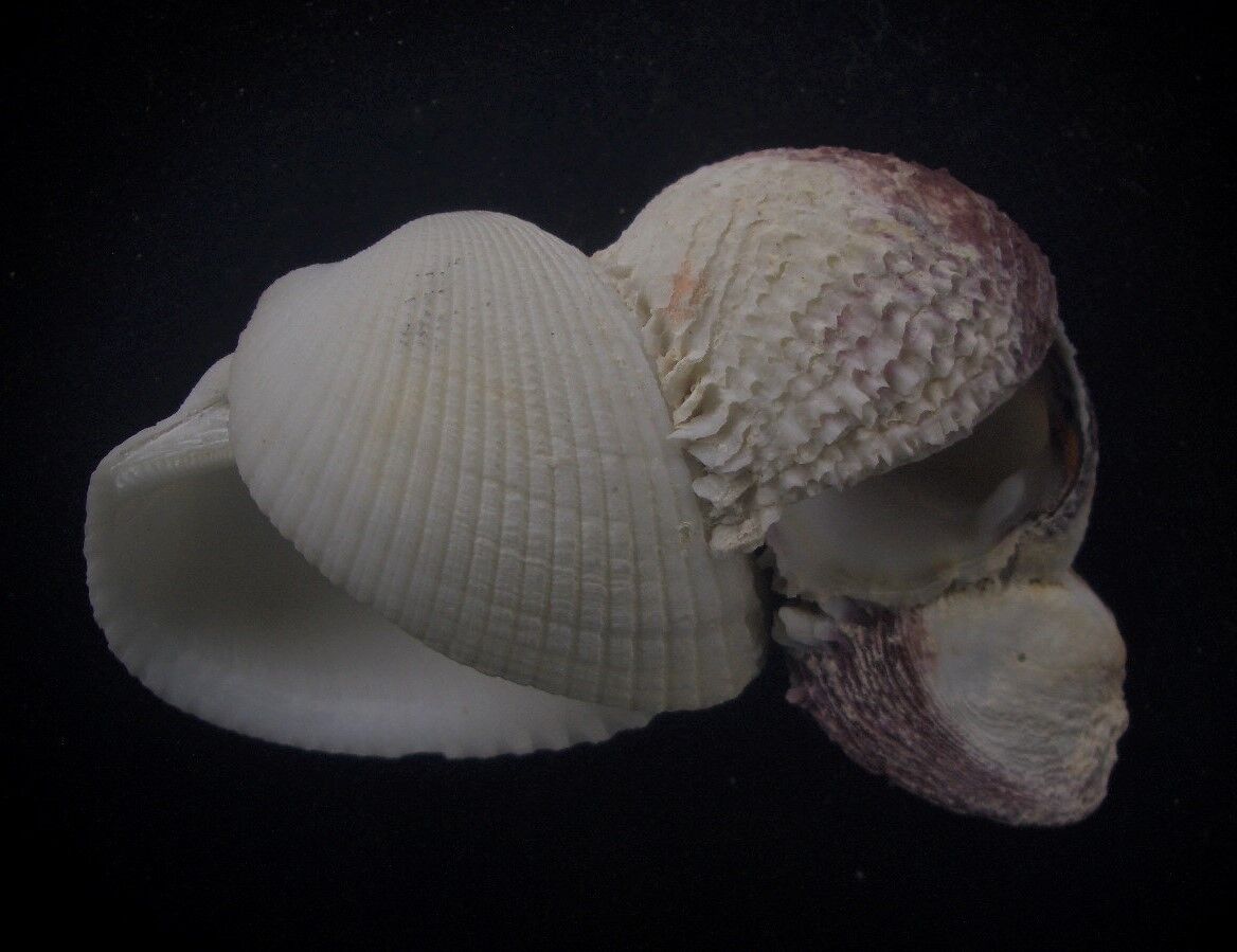 seashell Anadara scapha WITH 2 ATTACHED Chama asperella 84mm F+++