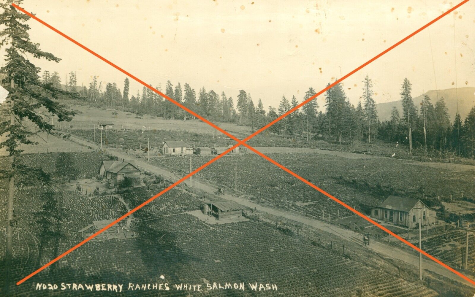 No. 20 Strawberry Ranches White Salmon WA Klickitat County approx 1913