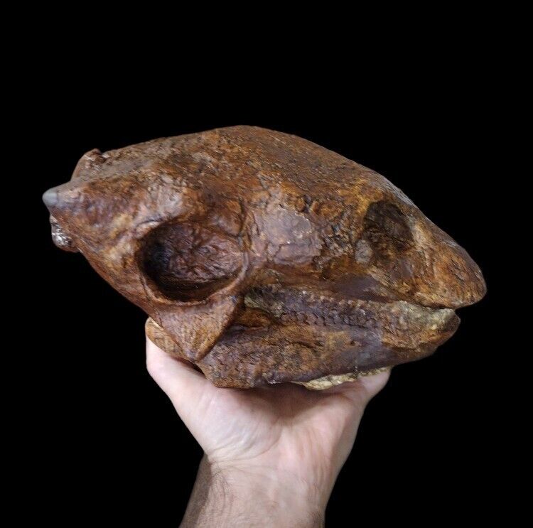 Gastonia burgei Nodosaur skull fossil replica-Dinosaurs-Paleontology