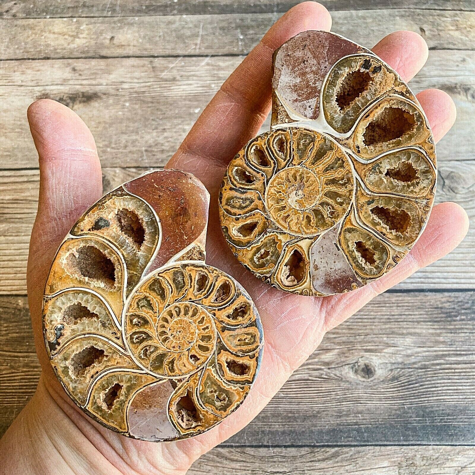 Ammonite (White) Fossil Pair w/ Calcite Chambers: 3.55\