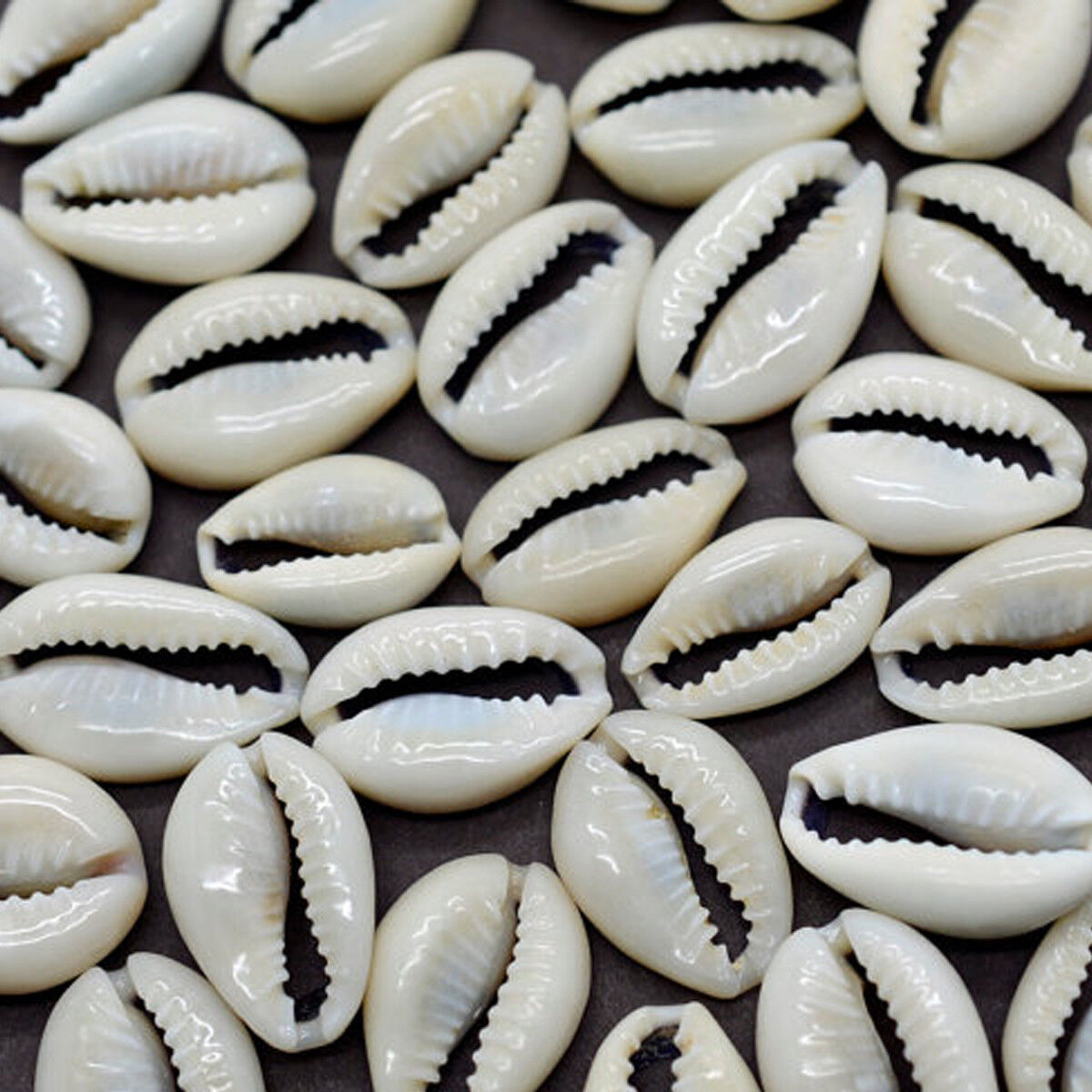 50Pcs Small Bulk Cut Sea Shell Cowrie Cowry Beach Jewelry DIY Finding 