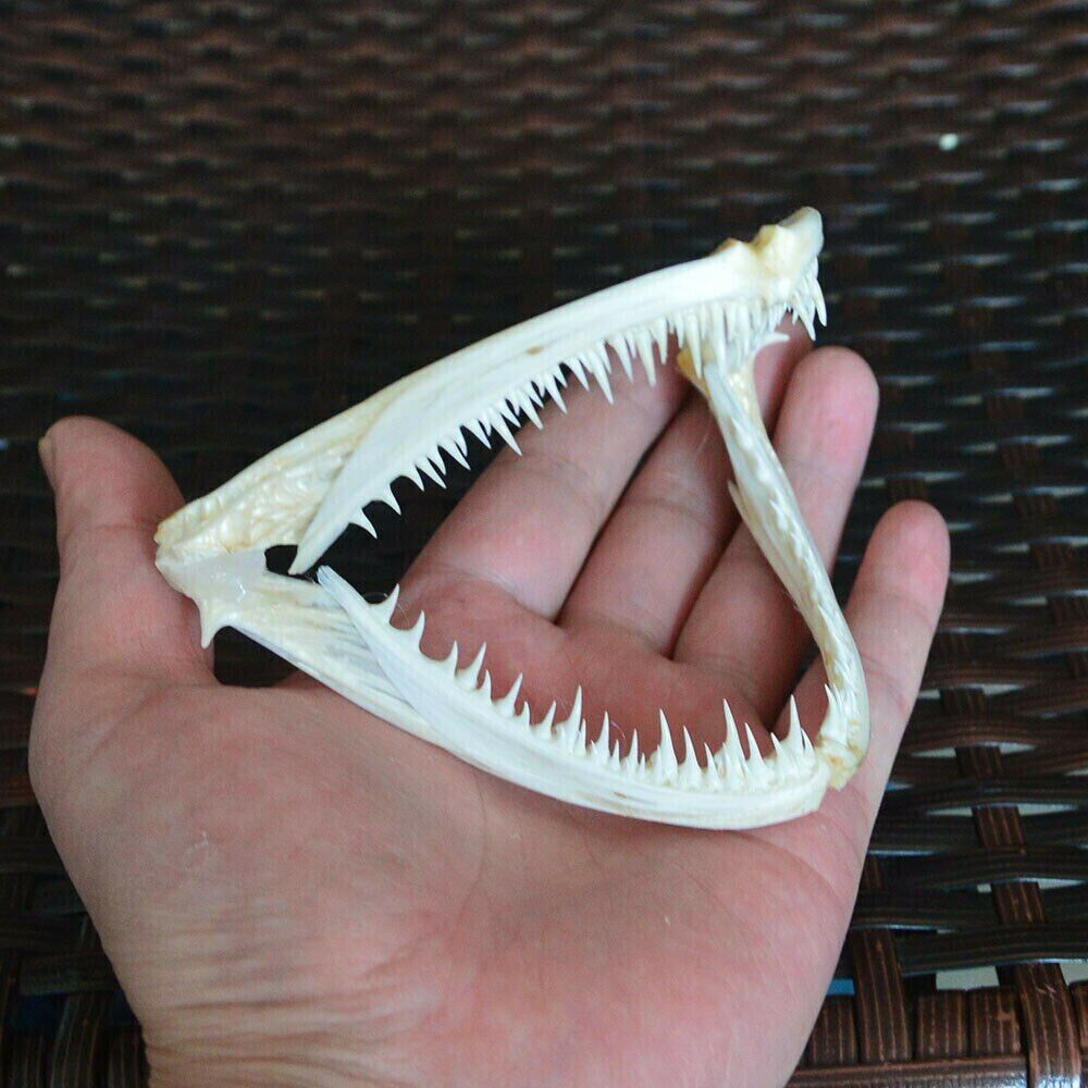 1Pcs Real skull Anglerfish Fish mouth bone skull Animal skull specimen