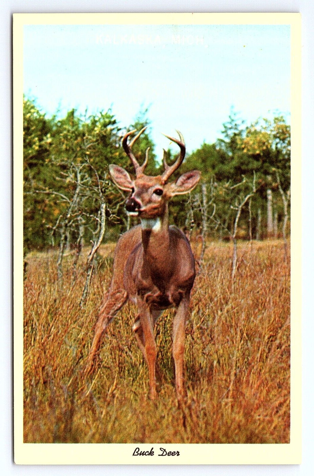 Postcard Kalkaska Michigan MI Buck Deer