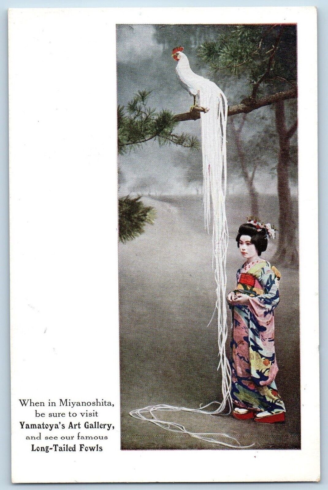 Japan Postcard Miyanoshita Yamatoya's Art Gallery Long Tailed Fowls c1910's