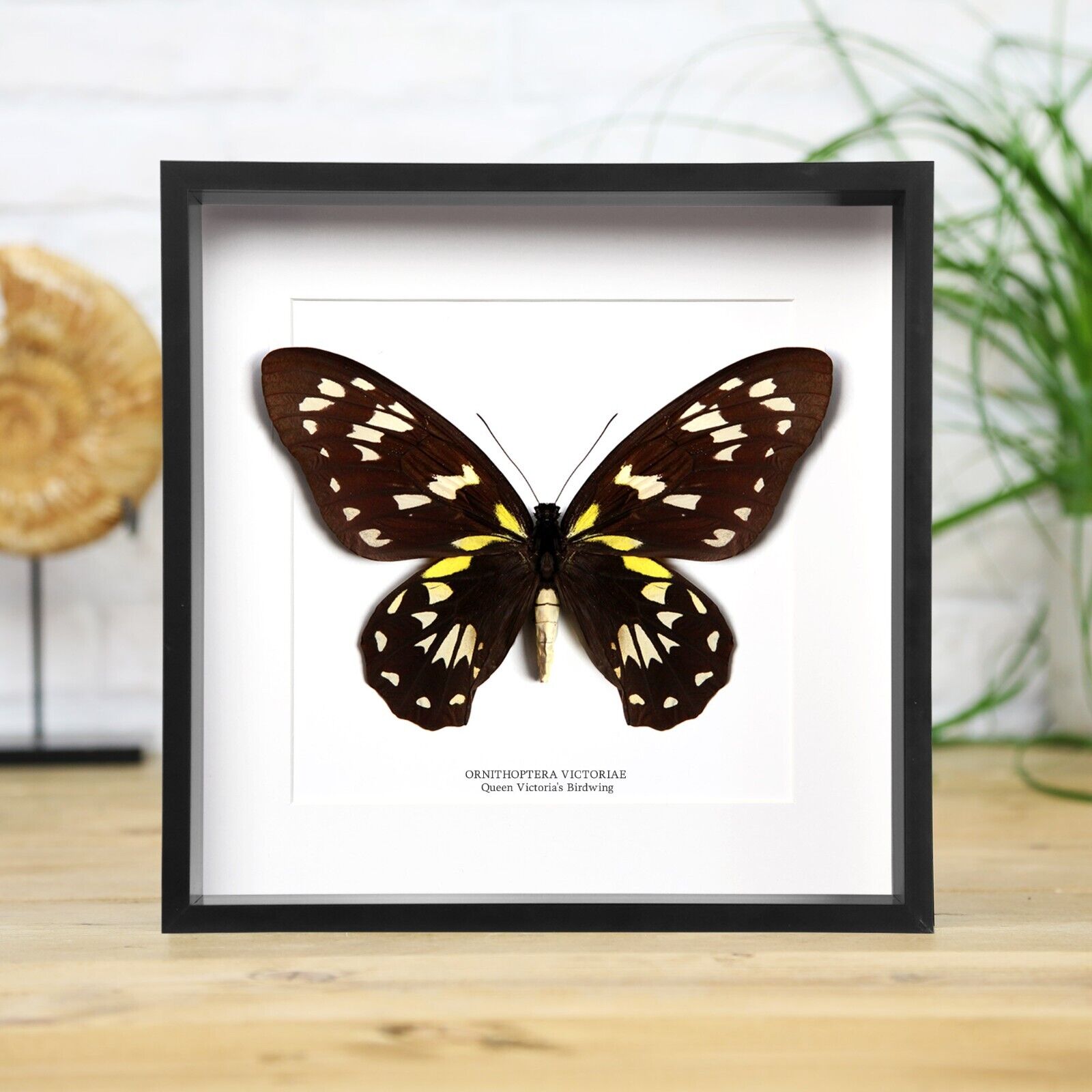 Queen Victoria\'s Birdwing Female Handcraft Entomology Taxidermy Butterfly Frame