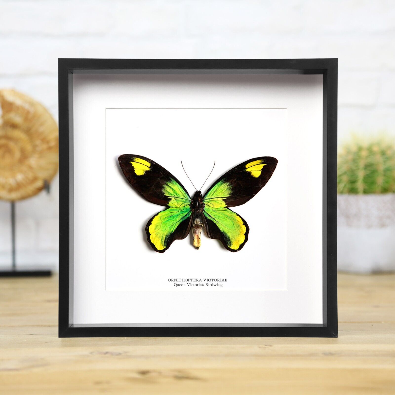 Queen Victoria's Birdwing Male Handcrafted Entomology Taxidermy Butterfly Frame