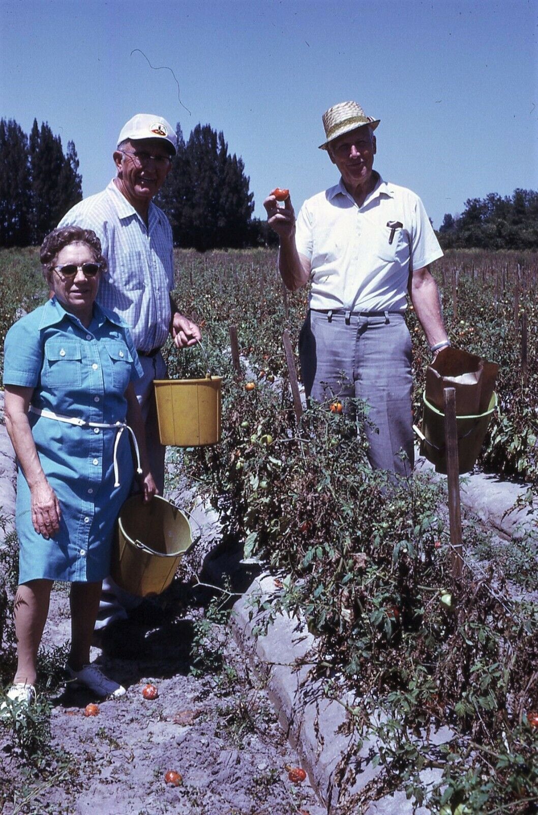 1975 Adults Picking Strawberries Farm Field Florida 70s Vintage 35mm Slide 