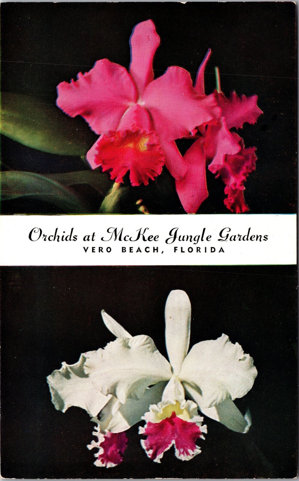 Vero Beach FL-Florida, Orchids McKee Jungle Gardens, Vintage Postcard