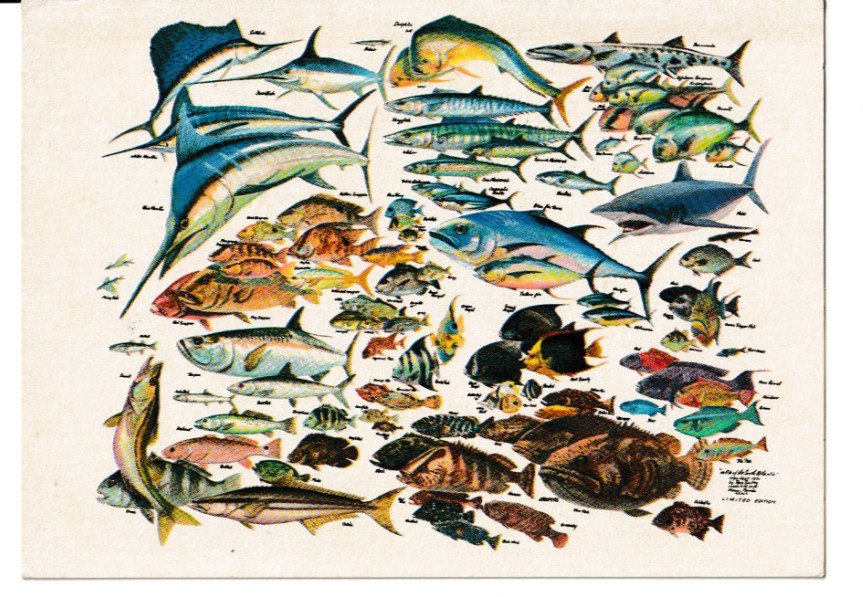 101 Fish of South Atlantic Russ Smiley Art Postcard Unposted VTG Limited Edit#P3