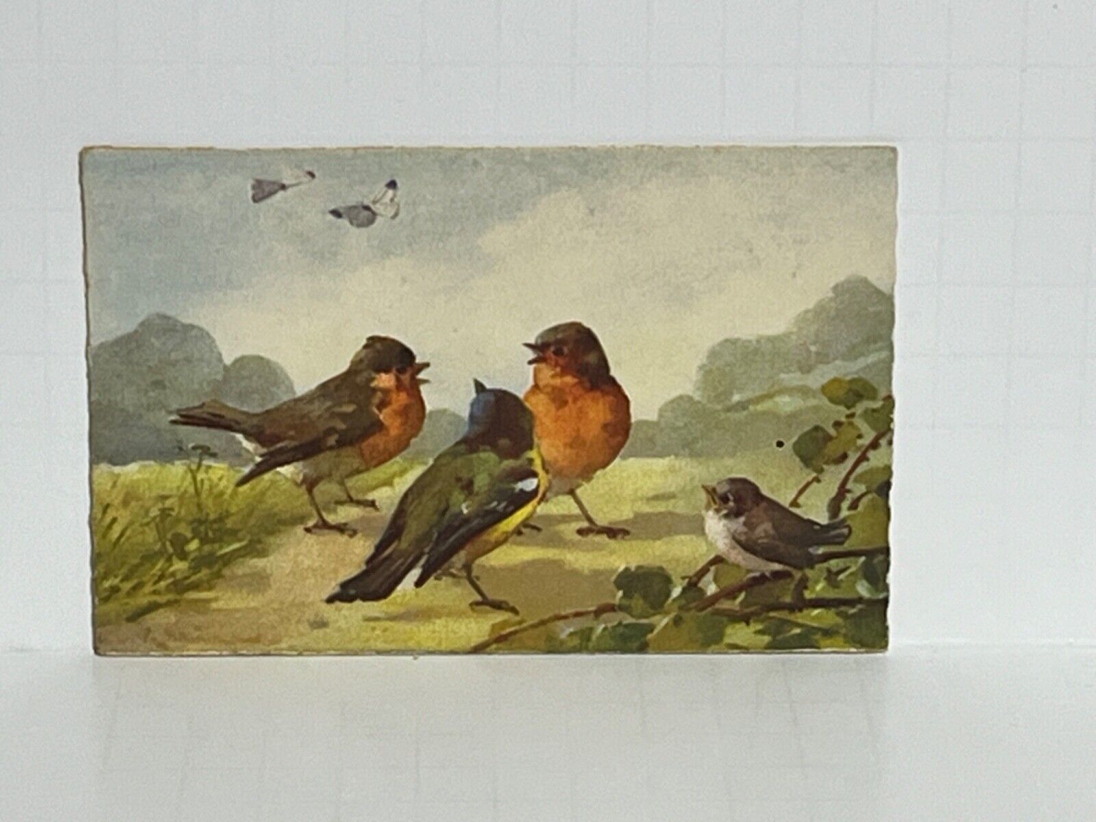 Postcard Birds by C.Klein A60