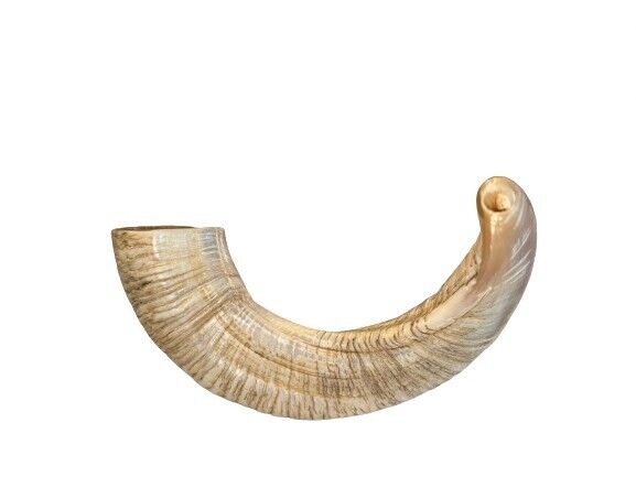 New Authentic Kosher Yemenite Ram Horn Shofar 15”-20” (40-50cm) 
