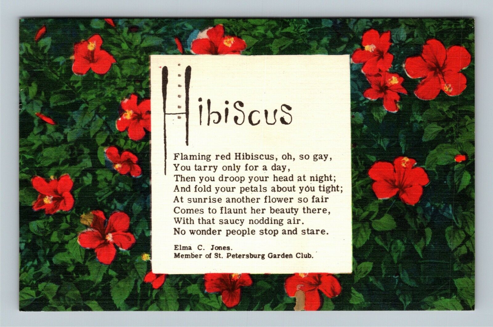 Red Hibiscus & Poem, c1959 Vintage Postcard
