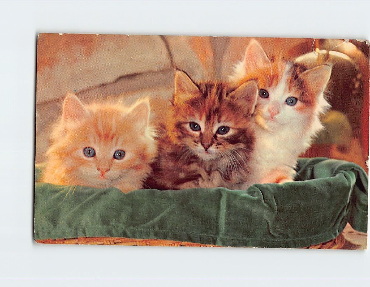Postcard Meow Three Cute Kittens on a Basket
