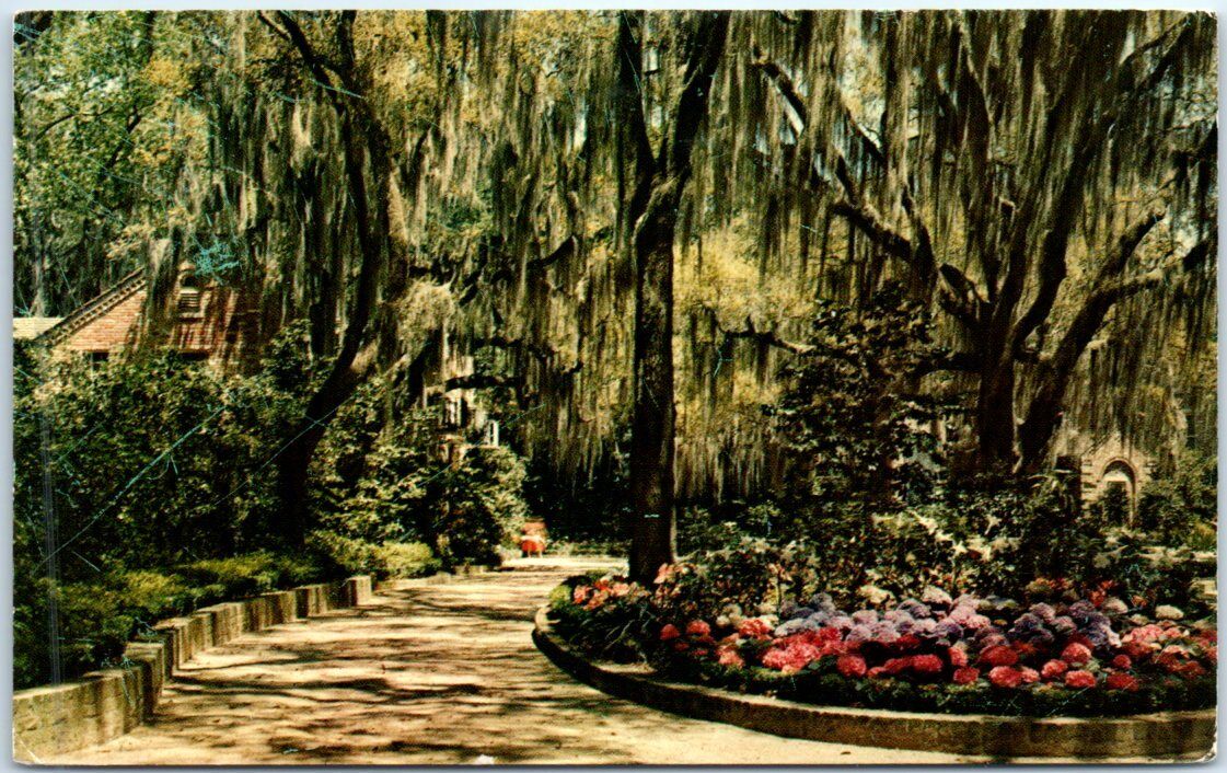 Postcard - Beautiful Hydrangeas framed with Spanish Moss - Florida