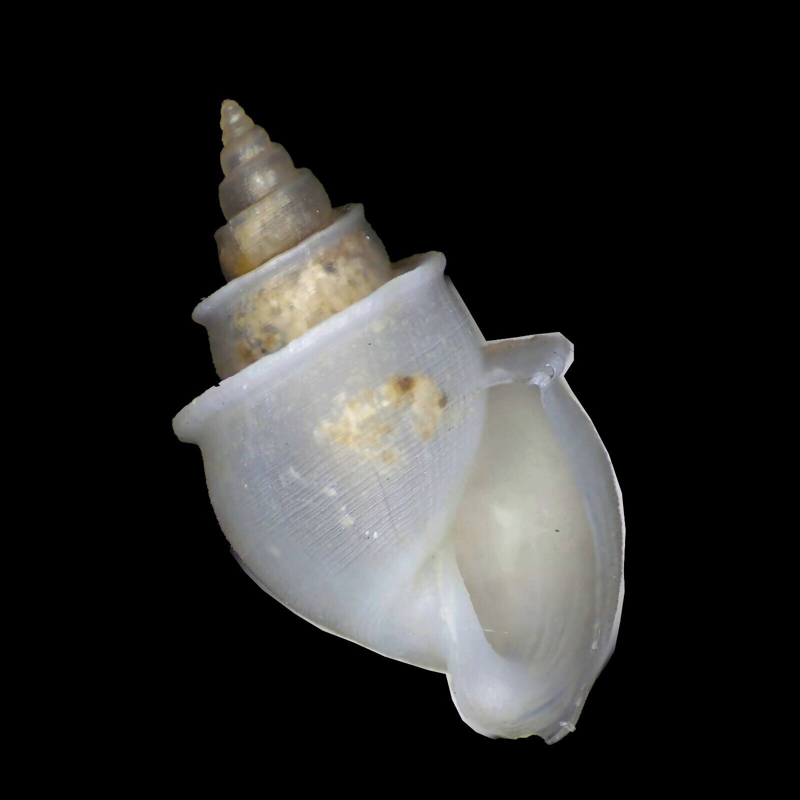 Rissooidea-0002 Microstelma oshikatai , 2003 7mm+ From Deep Sea of Phillipines