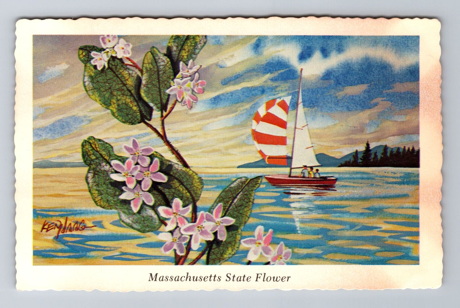Mayflower, Massachusetts State Flower, Ken Haag, Antique, Vintage Postcard
