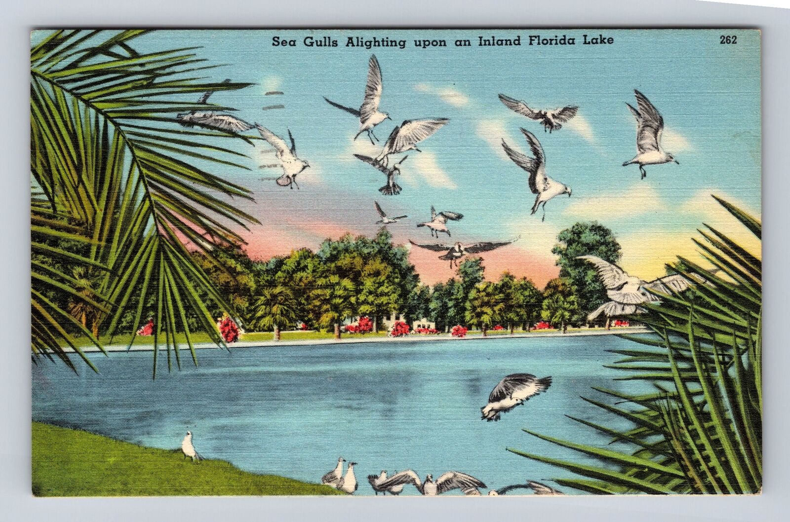 FL-Florida, Sea Gulls Alighting Inland Lake, Antique, Vintage c1955 Postcard
