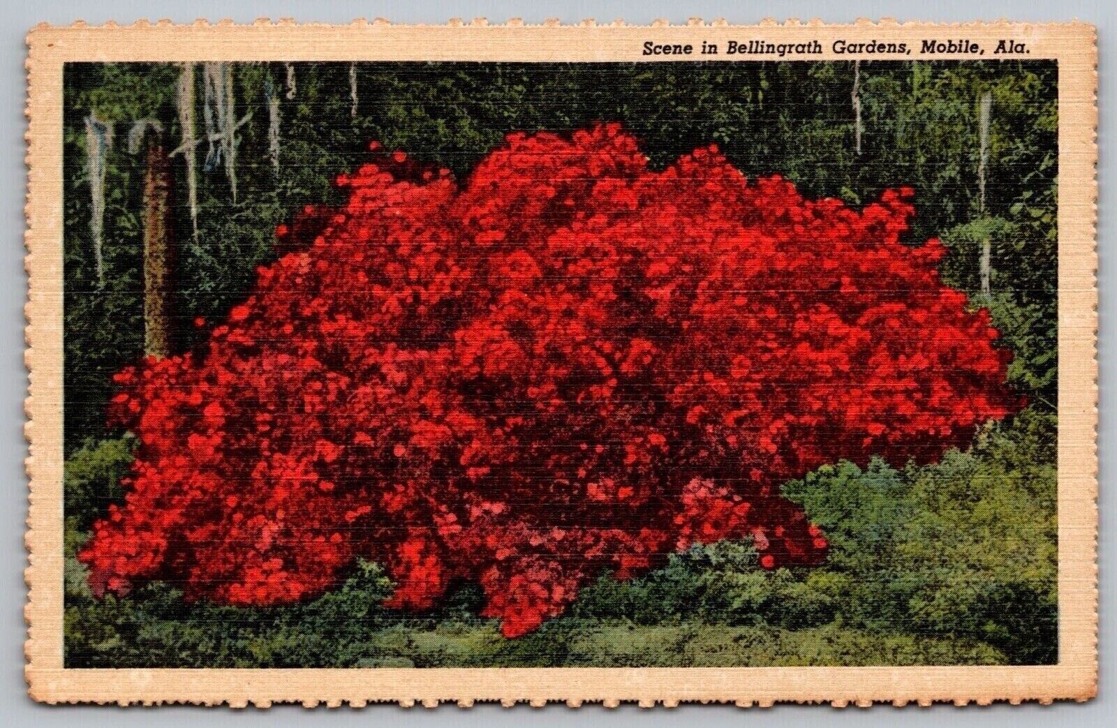 Mobile Alabama Bellingrath Gardens Scenic Flower Bush Linen UNP Postcard