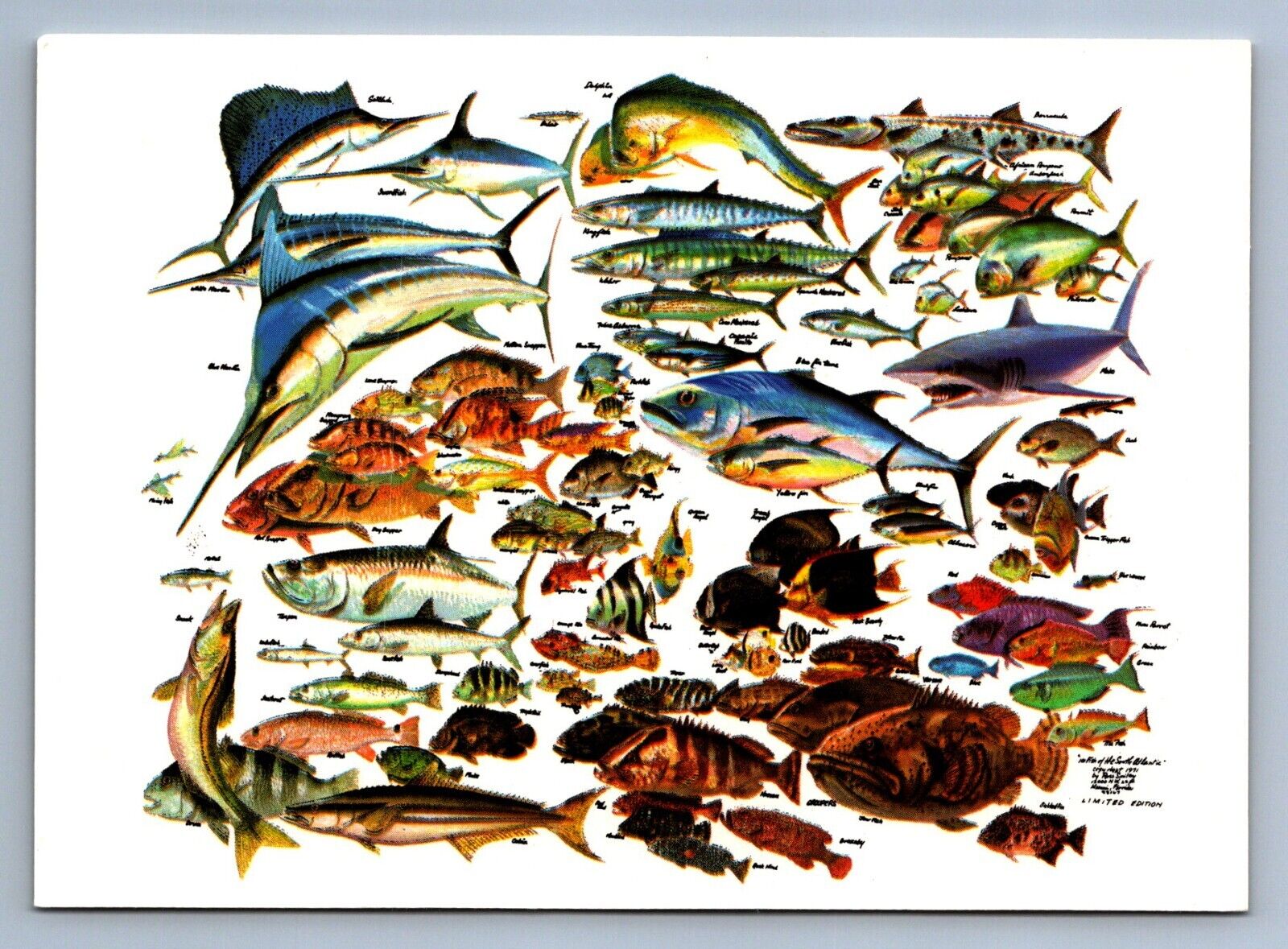 Postcard Vtg Florida 101 Fish Of The South Atlantic Ocean Coast 4x6