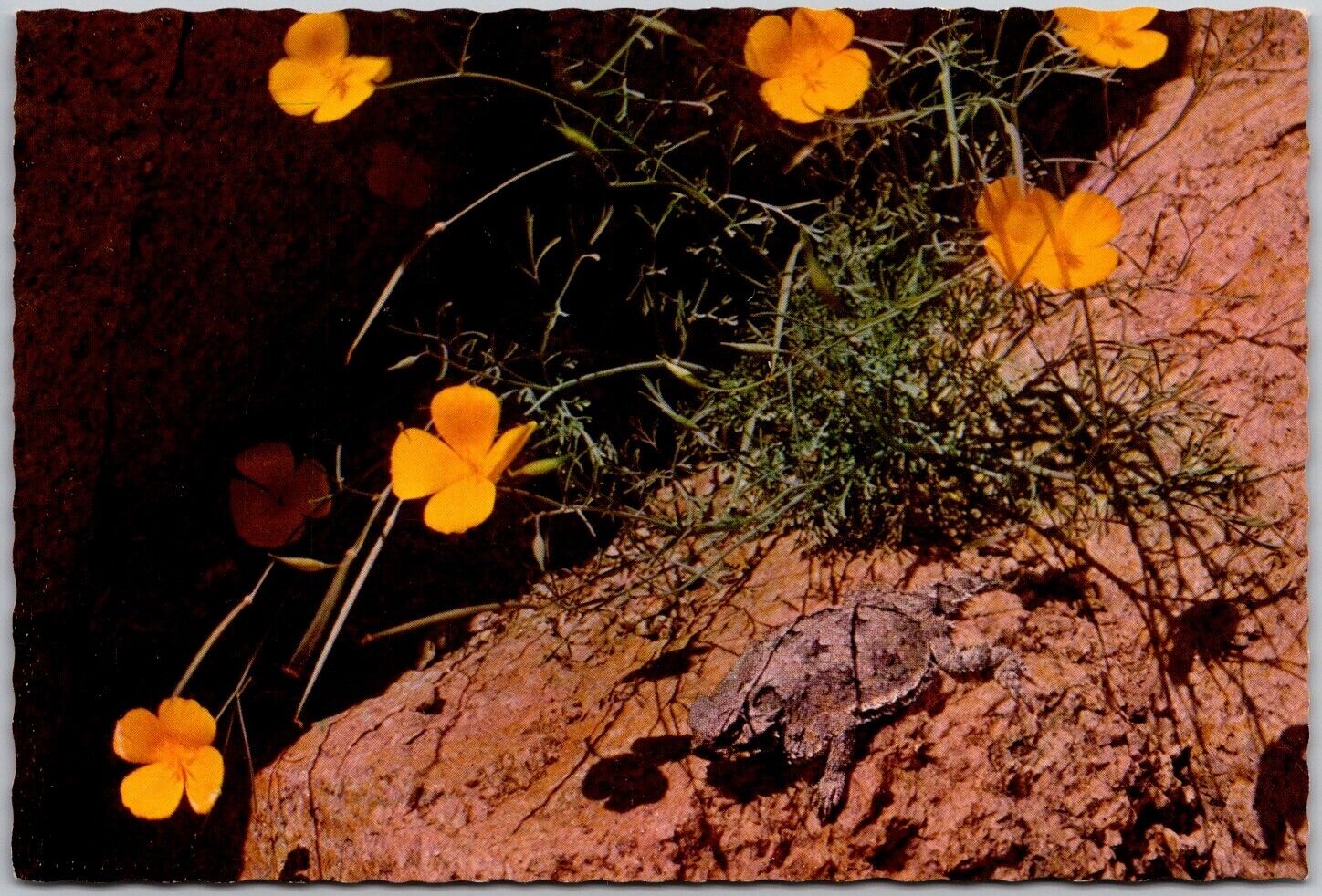 Postcard: Horned Toad and Desert Poppies in Southwestern USA A188
