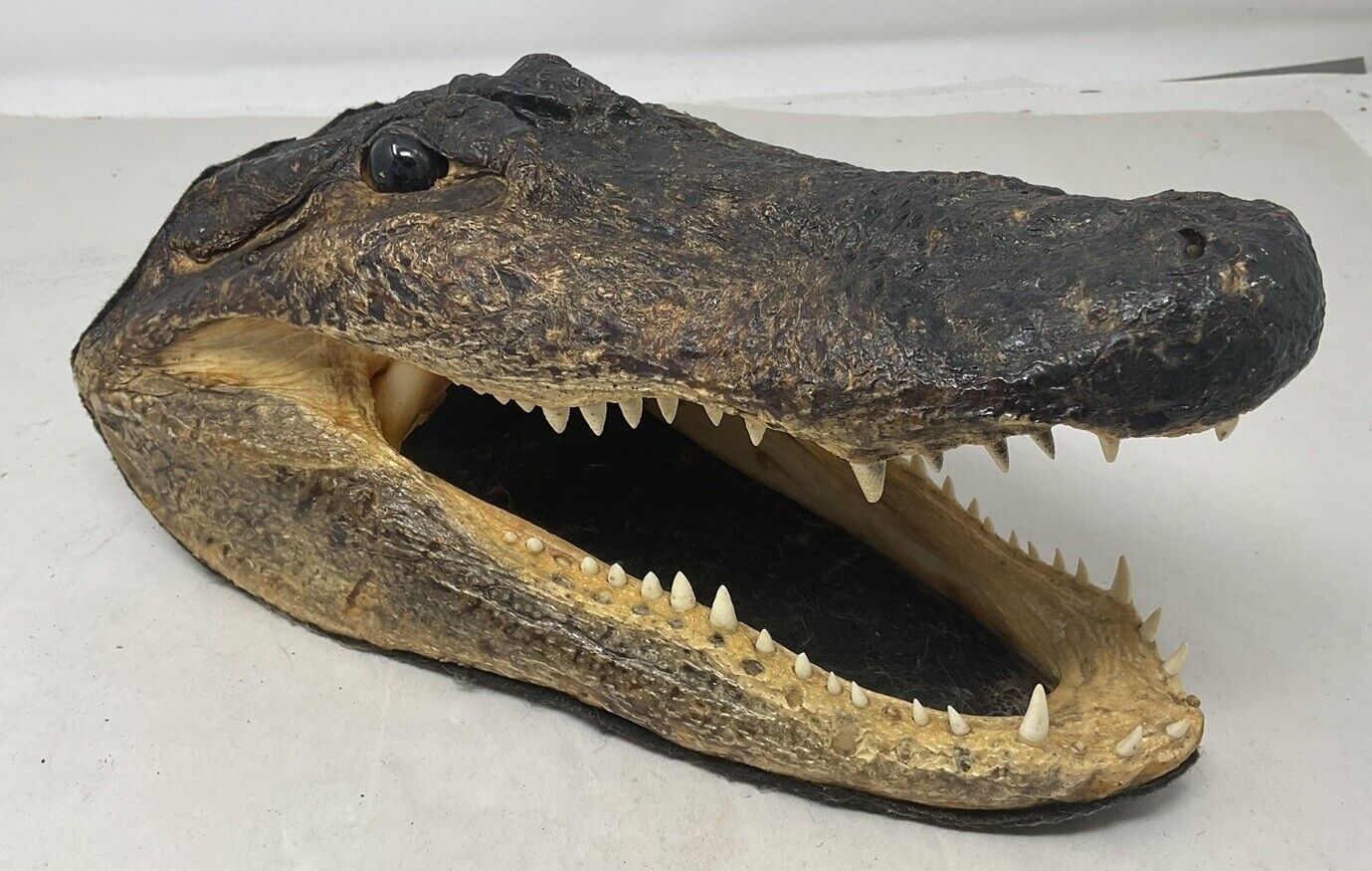 Vintage  10.5” Taxidermy Young Alligator Head Solid