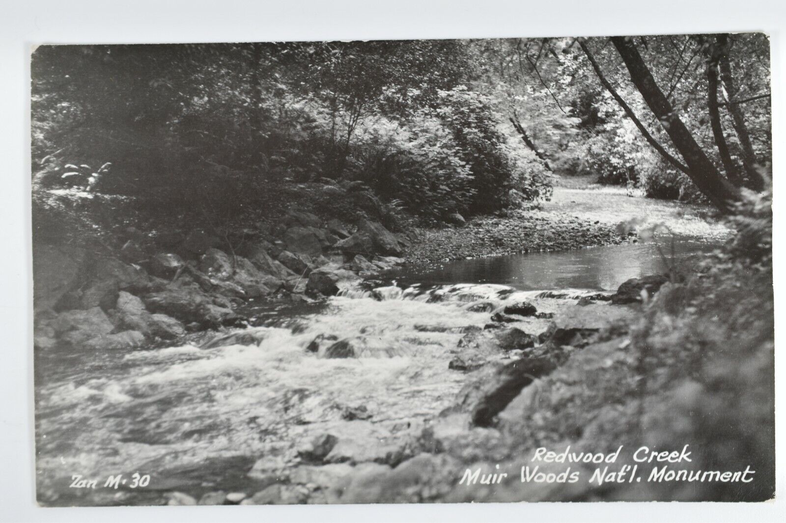 Vintage RPPC Redwood Creek Muir National Monument Golden Gate Park CA Postcard