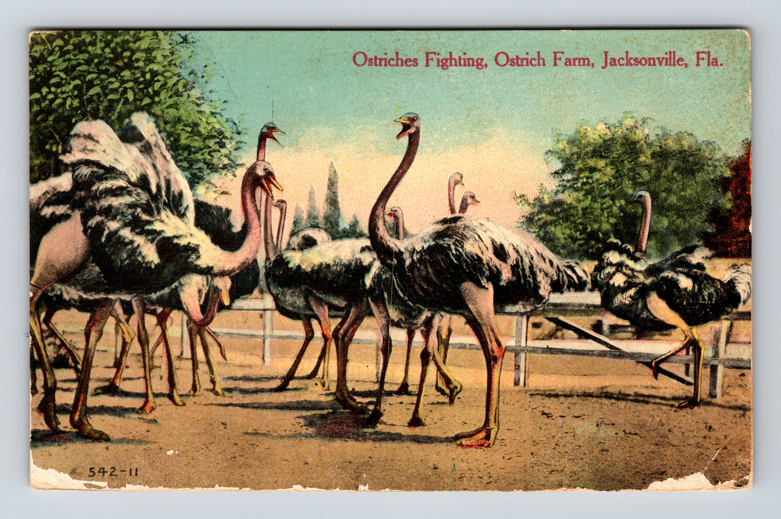 Postcard Jacksonville FL Florida Ostrich Farm Fighting Ostriches