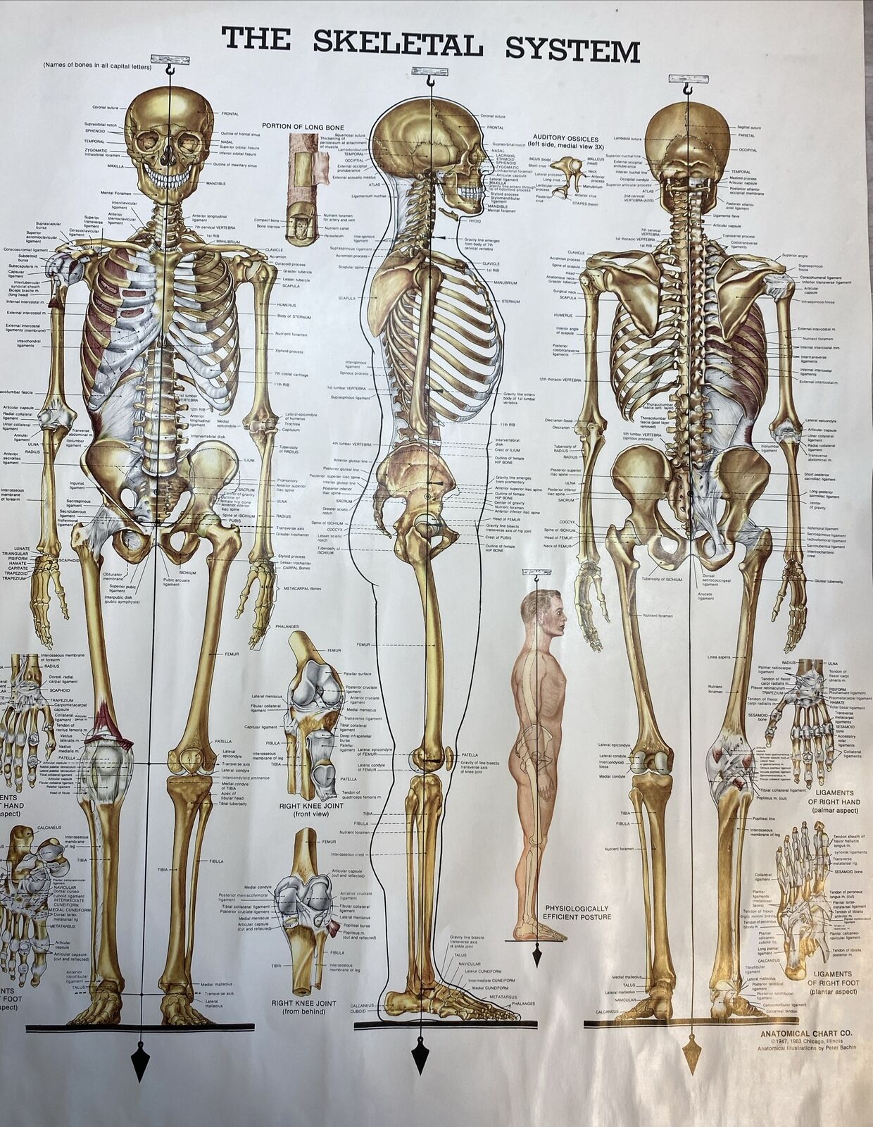 Anatomical Chart Co. LOT OF 10 Medical Anatomy Charts 1973 To 1983 RARE VINTAGE