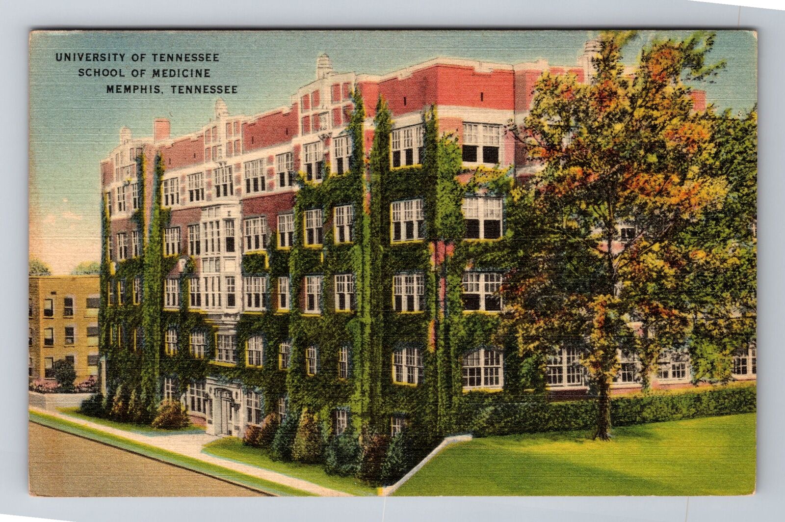 Memphis TN-Tennessee, University Of Tennessee, Antique Souvenir Vintage Postcard