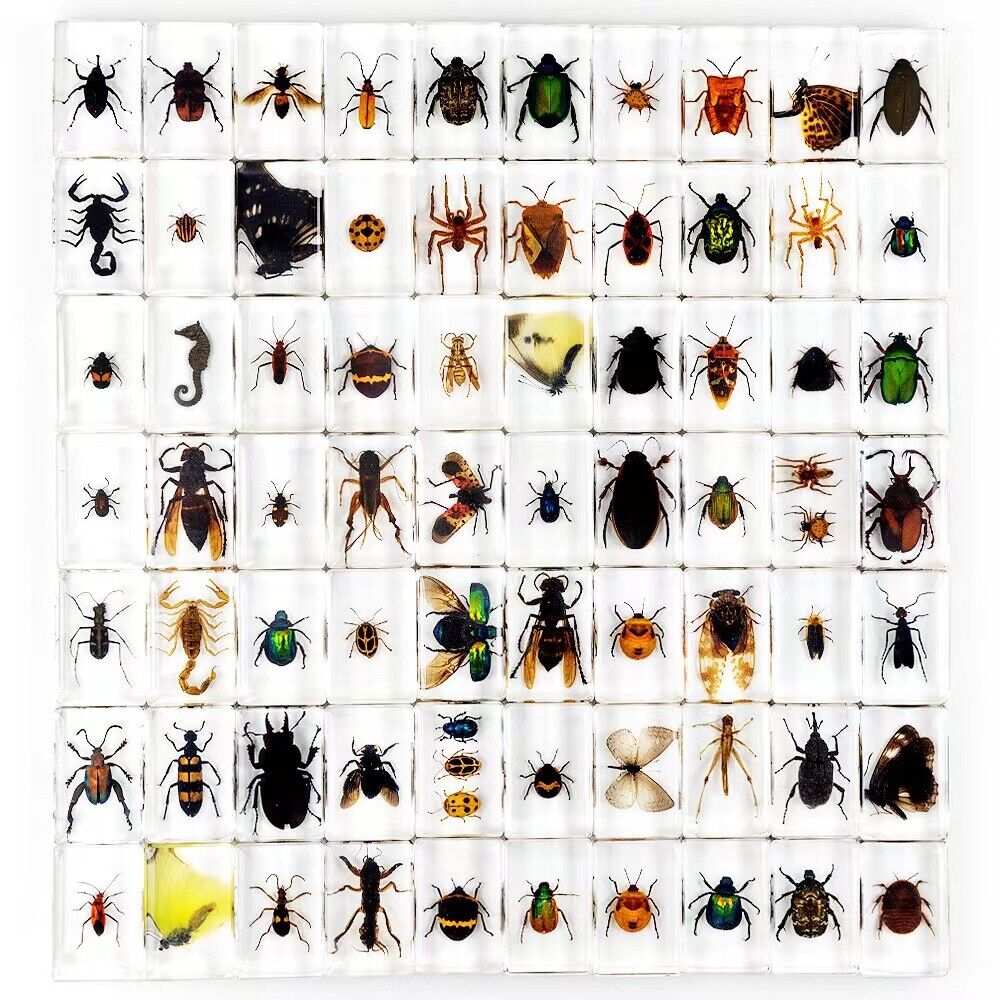 50 Pcs Insect in Resin Specimen Bugs Collection Paperweights Real Insect lot