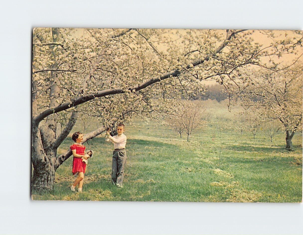 Postcard Typical Orchard Scene Apple Blossom Time Cumberland Valley USA