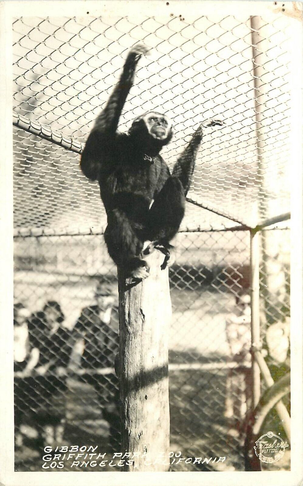 RPPC Photo California  Los Angeles Griffith Park Zoo Frasher Gibbon 22-13864