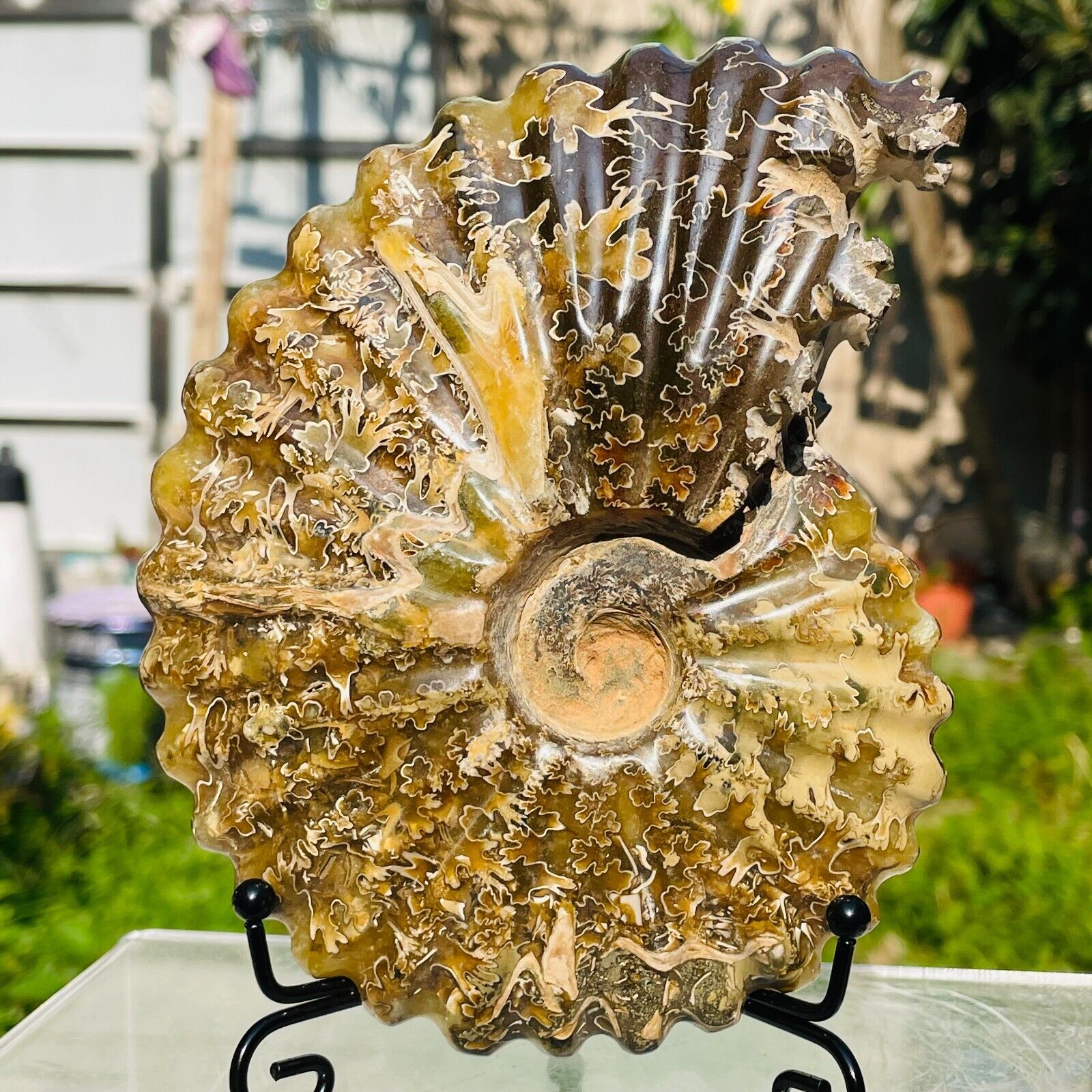 1.74lb Rare Large Natural Conch Ammonite Fossil Crystal Mineral Specimen Reiki